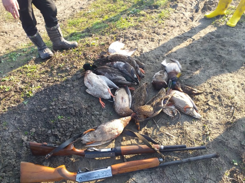 Samsun'da öğretmen Kuş Cenneti'nde ördek katliamı yaptı