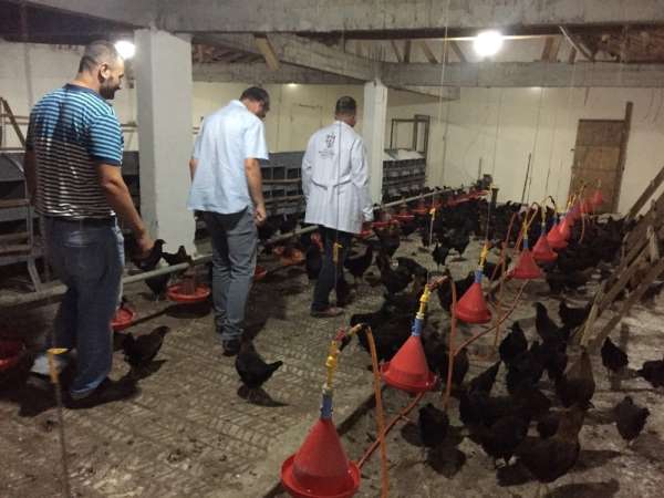 Kocaeli’de çiftçilere 9 bin gezen tavuk desteği 