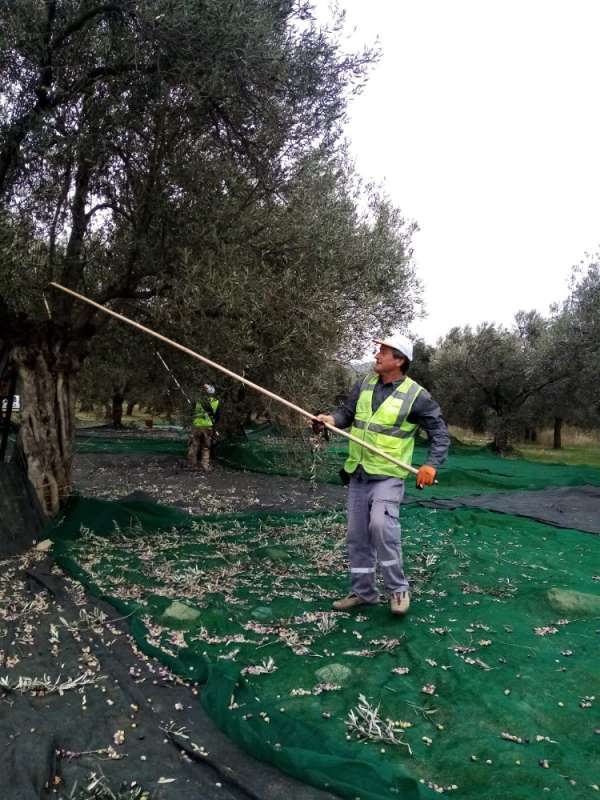 Burhaniye Belediyesi'nde zeytin hasadı tamamlandı