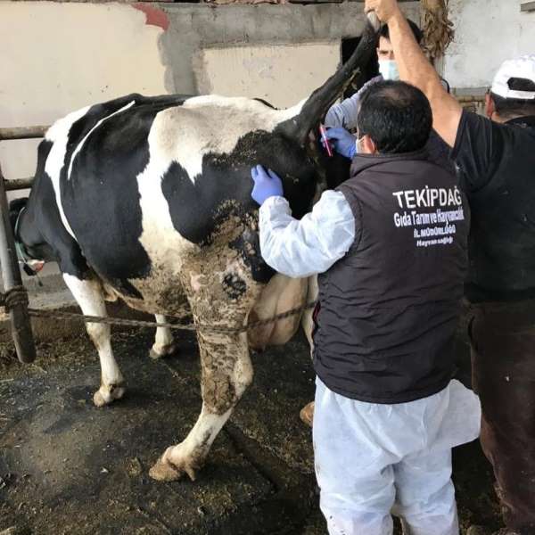 Hayvanlara bruselloz ve tüberküloz kontrolleri