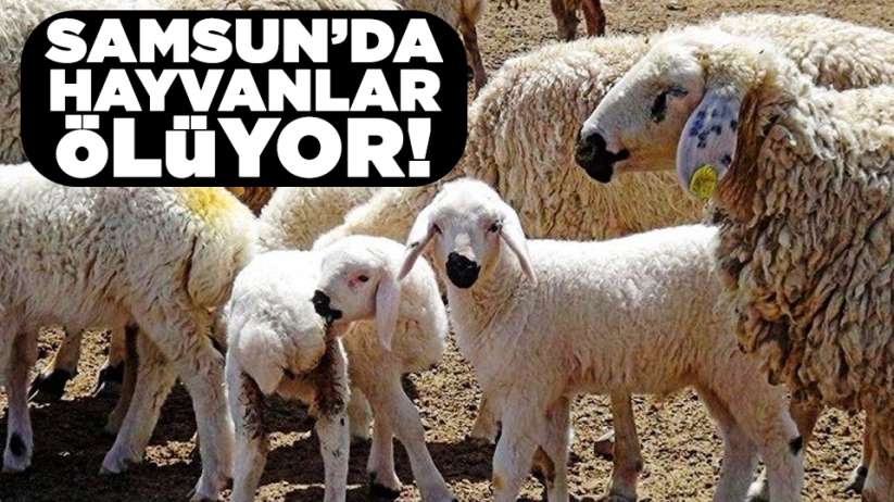 Samsun'da hayvanlar ölüyor!