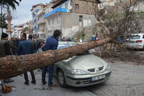 Şiddetli rüzgar ağacı kökünden söktü araçların üstüne devrildi 