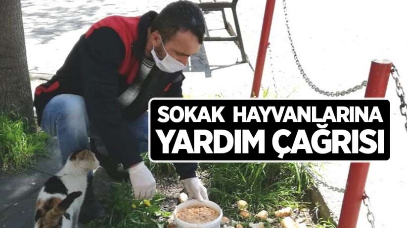 Samsun'da sokak hayvanlarına yardım çağrısı