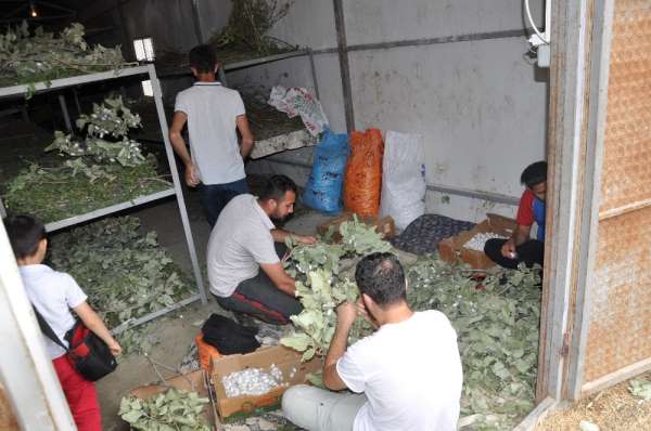 Sason'da ipek böceği yetiştiriciliği yaygınlaşıyor