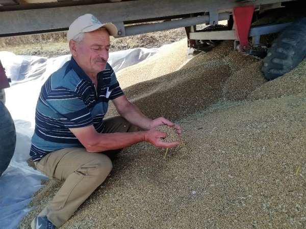 Manyas'ta buğday verimi çiftçinin yüzünü güldürdü 