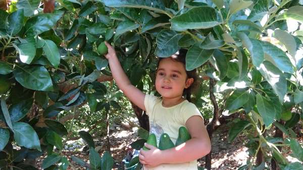 Antalya'da 45 bin dekarda hasadına başlanan avokadoda hedef 70 milyon adet 