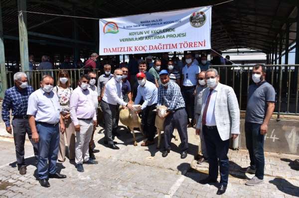 Manisalı yetiştiricilere damızlık koç dağıtıldı