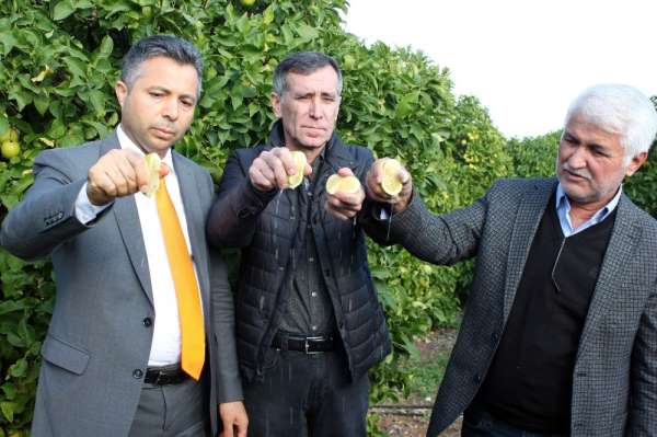 Hasat limon sıkılarak başladı