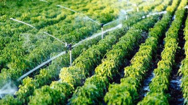 Sulu tarım ülke ekonomisine 68 milyon lira katkı getirdi
