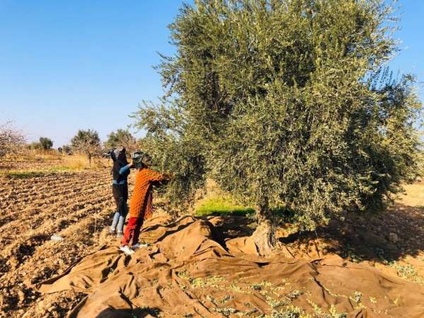 (Özel) Kısıtlamadan muaf olan tarım işçileri sınırda zeytin topladı