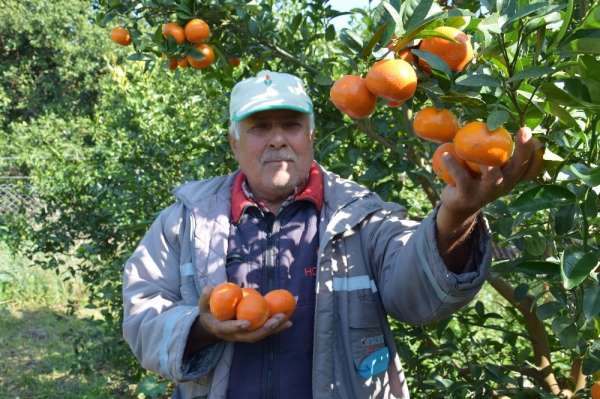 Antalya'da yaz ayında dalından mandalina üretimi 