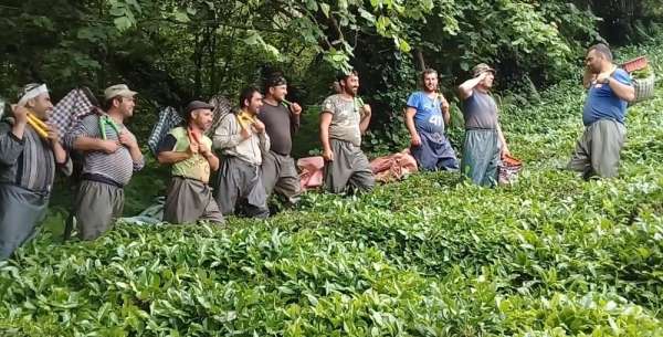 Gürcistan'da Koronavirüs vakalarının görülmesi çay üreticisini tedirgin etti