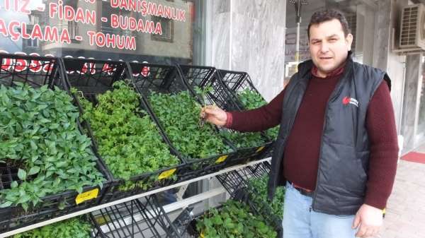 Burhaniye'de sebze meyve dikimine başlandı