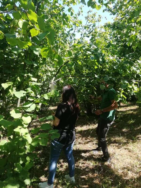 Fındıkta 'yeşil kokarca' zararlısına rastlandı
