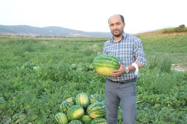 Osmaneli'nde bu yıl 28 bin ton karpuz hasadı bekleniyor 