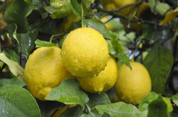 (Özel) Limon ihracatında ön izin şartının kalkması, ihracatçı ve üreticiyi sevin