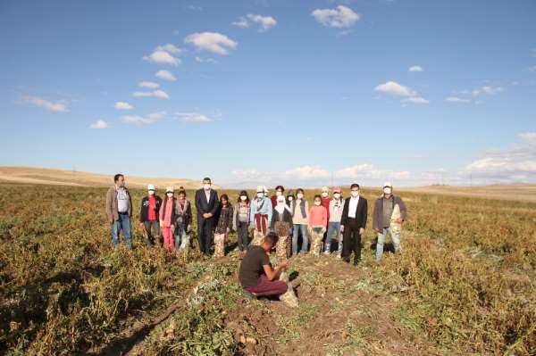 Malazgirt'te ilk defa ekilen patates çiftçiye umut oldu