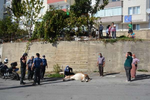 Sinop'ta yüksekten düşen inek saatlerce kurtarılmayı bekledi 