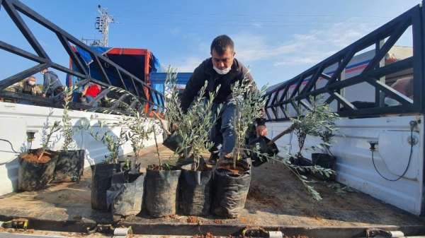 Büyükşehir Belediyesinden Tarsuslu üreticilere 9 bin zeytin fidanı