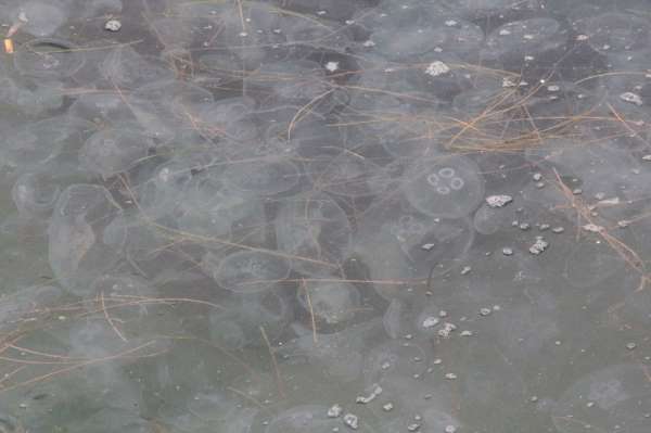 Karadeniz'de denizanası istilasına uzman yorumu: 'Korkulacak bir şey yok'