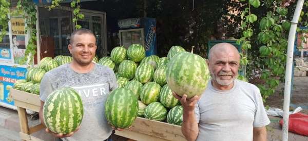 Yerli karpuz tezgahlarda 