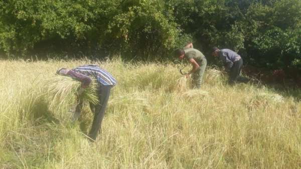 Siirt'te köylüler pirinç hasadına başladı 