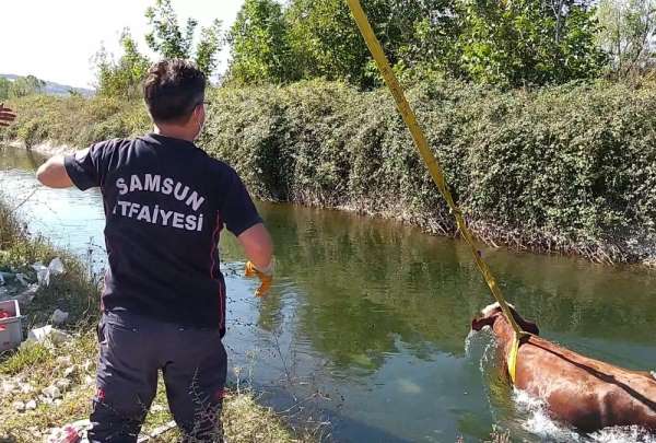 Sulama kanalına düşen inek kurtarıldı