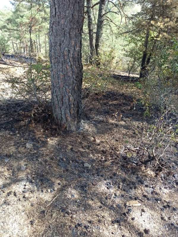 Taşova'da yangında 5 hektarlık orman zarar gördü 