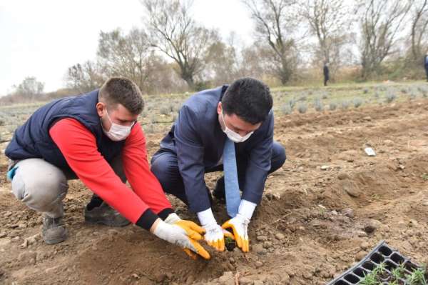 Altıeylül tıbbi ve aromatik bitkiler yetiştiriyor 
