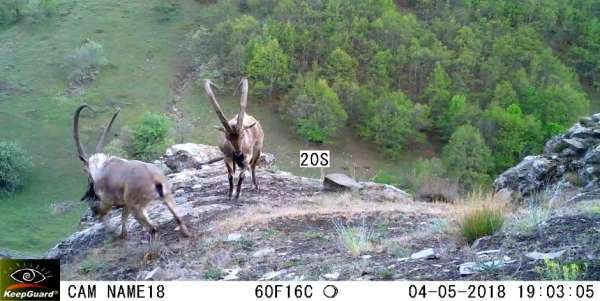 Ordu'da fotokapanlara vaşak ve yaban keçileri takıldı 