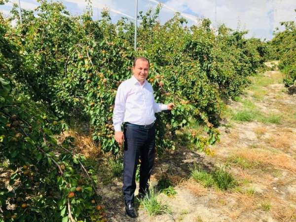 Mut, kayısı üretimini her geçen yıl arttırıyor