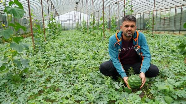 Organik sera karpuzunda hasat heyecanı 