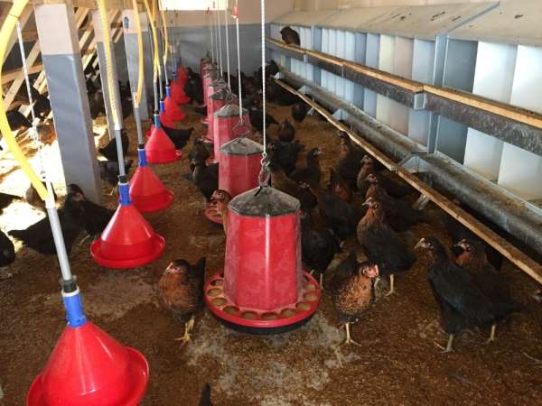 Büyükşehir'den çiftçilere gezen tavuk desteği 