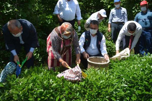 Fındık diyarı Ordu'da 'çay' hasadı 