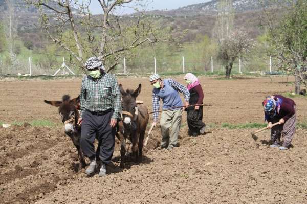 Konya'da eşeklerle tarım günümüzde de revaçta 