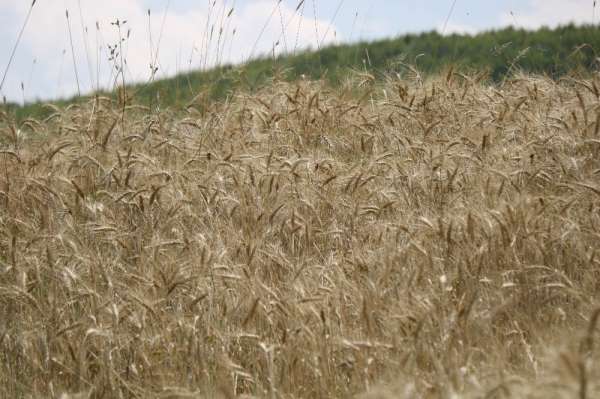Sertifikalı tohum üretimi 8 kat artış ile 1 milyon 134 bin tona ulaştı