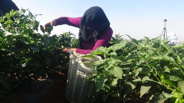 Suriye sınırında en acı hasat 
