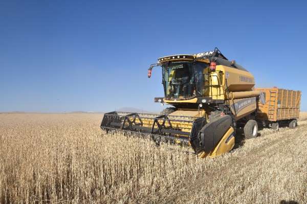 Ahlat'ta 70 bin ton buğday hasadı bekleniyor 