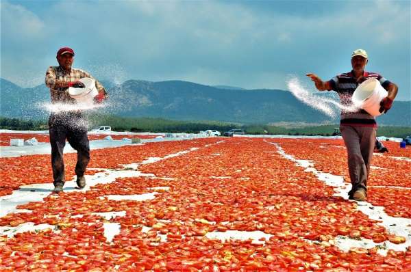 Korona sebebiyle ekim yapamayan ülkelere kurutulmuş domatesler Manisa'dan