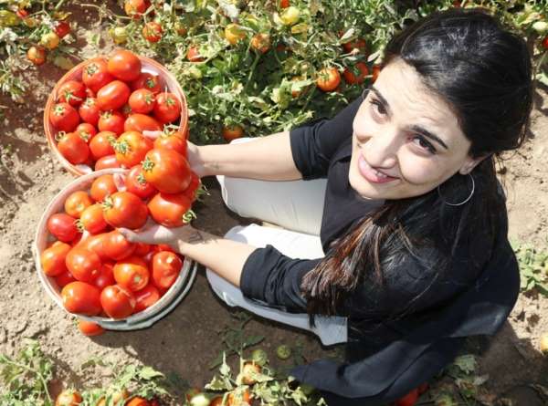 Bitlis'te domatesten 230 milyon TL gelir elde edilecek 