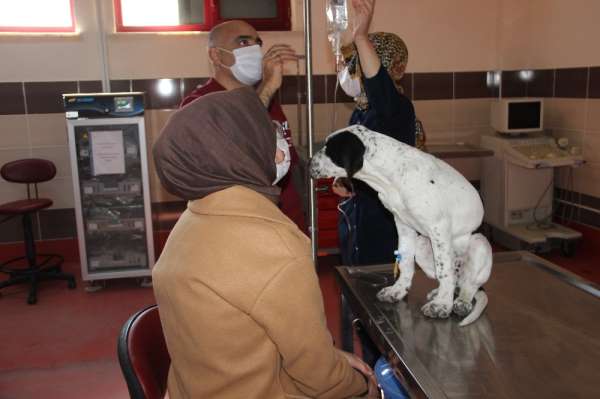 Atatürk Üniversitesi bünyesinde hizmet veren Hayvan Hastanesi hasta hayvanlar iç