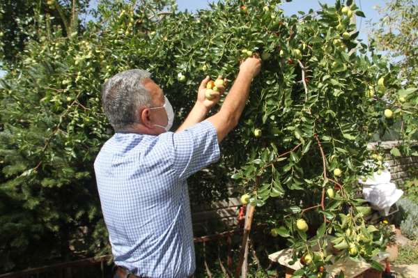 Beyşehir'de hünnap meyvesi üretimi yaygınlaştırılacak 