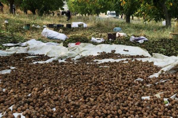 Bitlis çiftçisi bu yıl cevizden 150 milyon TL kazanacak 