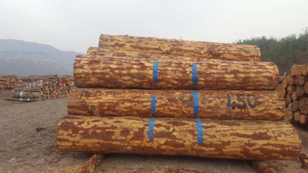 7 bin 213 metreküp orman emvali 3 milyon 341 bin 462 TL'ye satıldı 