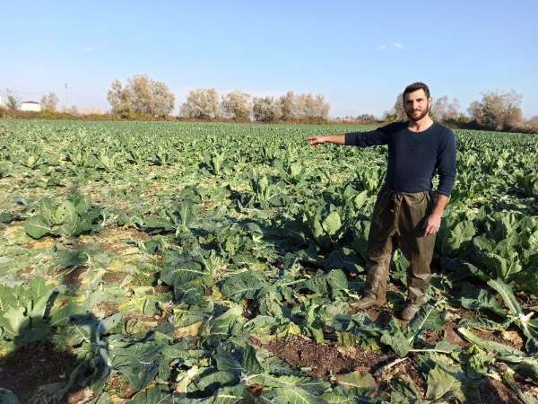 Tarladan 1 ton karnabahar çaldılar 