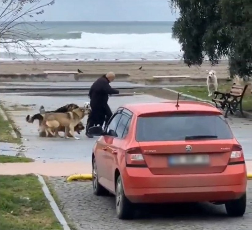 Köpeklerin vatandaşa saldırma anı kamerada