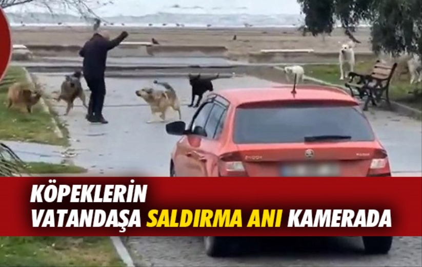 Samsun'da sokak köpeklerin vatandaşa saldırma anı kamerada
