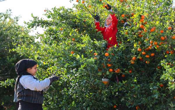 Adana'da mandalina hasadı sürüyor: 'Dalında fiyat 17-18 lira'