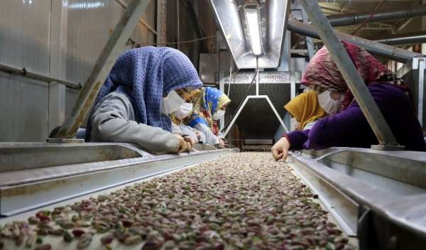 (Özel) Gastronomi kentinden fıstık gibi müjde 