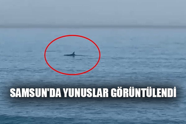 Samsun'da yunuslar görüntülendi